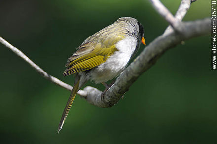Great Pampa-Finch. Durazno zoo. - Durazno - URUGUAY. Photo #35718