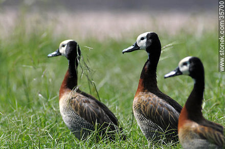 White-faced Whistling-Duck. Durazno zoo. - Fauna - MORE IMAGES. Photo #35700