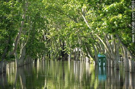 Overflowed Yi river - Durazno - URUGUAY. Photo #35638
