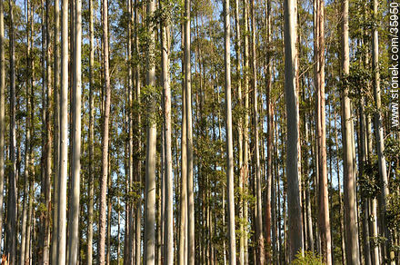 Eucalyptus wood. -  - MORE IMAGES. Photo #35950