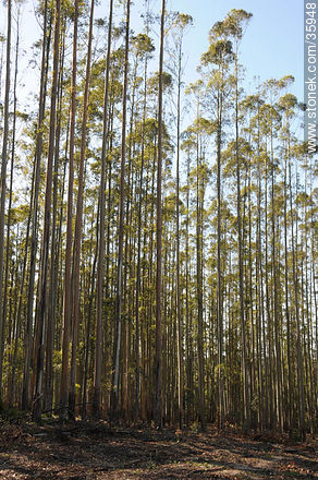 Eucalyptus wood. - Tacuarembo - URUGUAY. Photo #35948