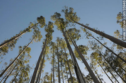 Eucalyptus wood. - Tacuarembo - URUGUAY. Photo #35946