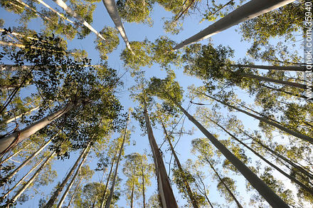 Eucalyptus wood. - Tacuarembo - URUGUAY. Photo #35940