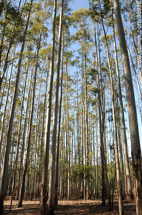 Eucalyptus wood. - Tacuarembo - URUGUAY. Photo #35938