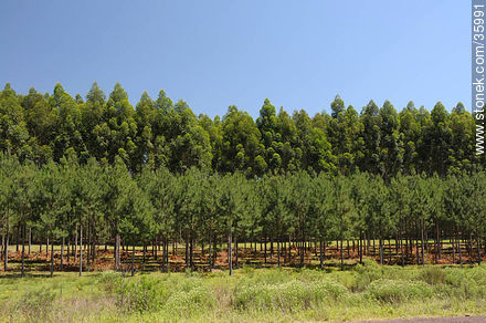 Plantaciones de eucaliptos - Departamento de Rivera - URUGUAY. Foto No. 35991