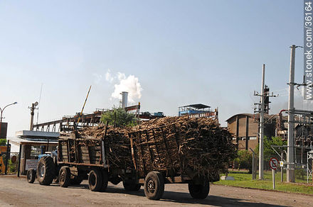 Planta industrial de ALUR. Tractor con zorra con caña de azúcar para su procesamiento. - Departamento de Artigas - URUGUAY. Foto No. 36164
