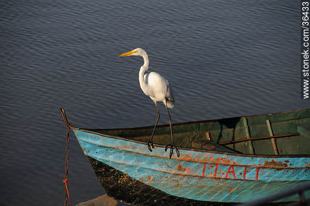 Grey egret. Uruguay River coast.  - Fauna - MORE IMAGES. Photo #36433