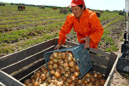 Trabajo de la cebolla en el campo - Departamento de Salto - URUGUAY. Foto No. 36791