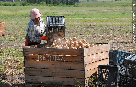 Trabajo de la cebolla en el campo - Departamento de Salto - URUGUAY. Foto No. 36789