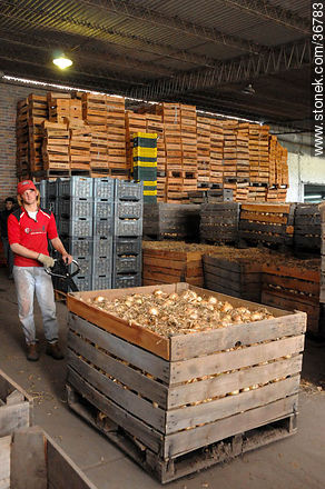 Onion crate - Department of Salto - URUGUAY. Photo #36783