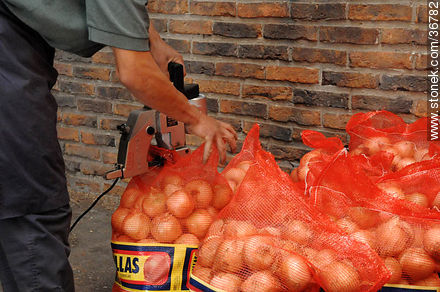 Embolsado de cebollas - Departamento de Salto - URUGUAY. Foto No. 36782