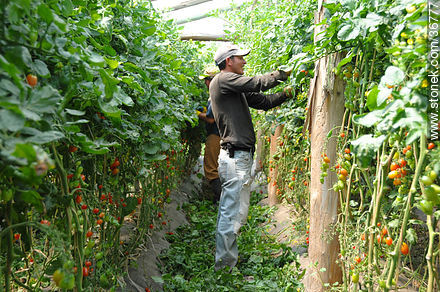 Tomates cherry en invernadero - Departamento de Salto - URUGUAY. Foto No. 36777