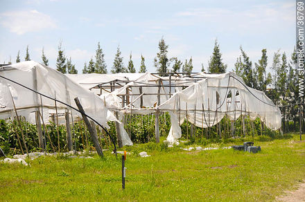 Invernaderos arrasados por un temporal - Departamento de Salto - URUGUAY. Foto No. 36769