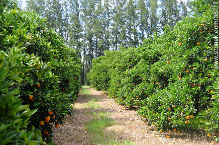 Orange trees - Department of Salto - URUGUAY. Photo #36717