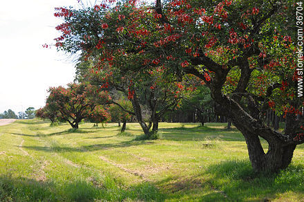 Cockspur Coral Tree. - Department of Salto - URUGUAY. Photo #36704