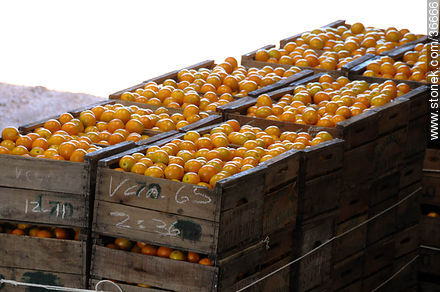 Cajones de naranjas - Departamento de Salto - URUGUAY. Foto No. 36666