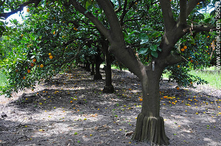 Grafted citrus trees - Department of Salto - URUGUAY. Photo #36633