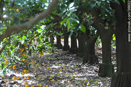 Grafted citrus trees - Department of Salto - URUGUAY. Photo #36632