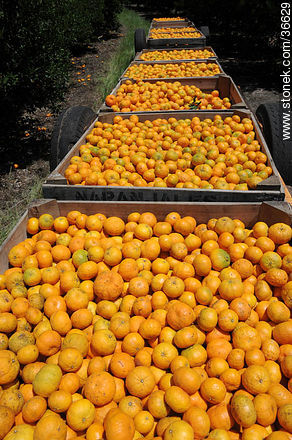 Cosecha de mandarinas - Departamento de Salto - URUGUAY. Foto No. 36629