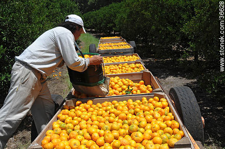 Tangerine harvest - Department of Salto - URUGUAY. Photo #36628