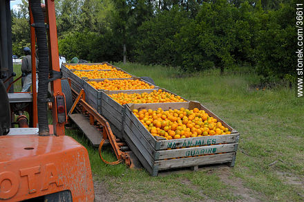 Tangerine harvest - Department of Salto - URUGUAY. Photo #36611