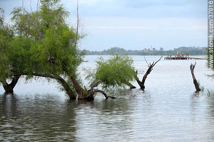 Rised Uruguay river. - Department of Paysandú - URUGUAY. Photo #37016