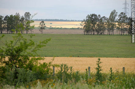 Paysandú fields - Department of Paysandú - URUGUAY. Photo #37132