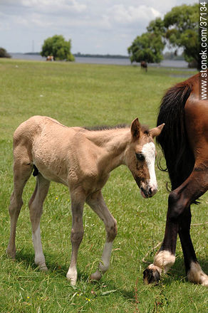Mare and foal. - Fauna - MORE IMAGES. Photo #37134