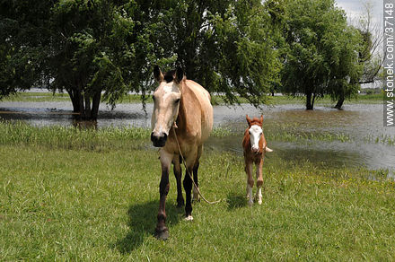 Mare and foal. - Department of Paysandú - URUGUAY. Photo #37148