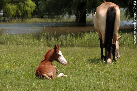 Mare and foal. - Fauna - MORE IMAGES. Photo #37164