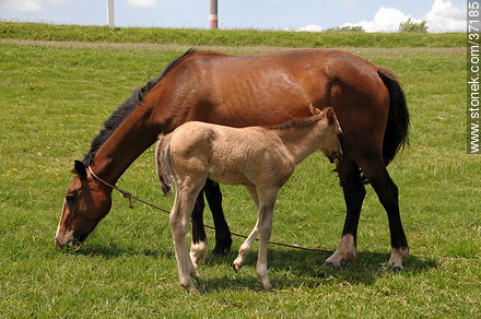 Mare and foal. - Fauna - MORE IMAGES. Photo #37185