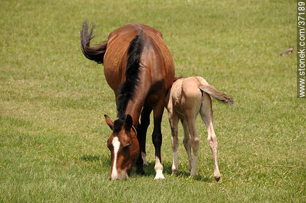Mare and foal. - Fauna - MORE IMAGES. Photo #37189