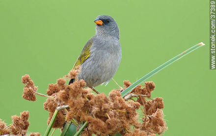 Great pampa-finch - Fauna - MORE IMAGES. Photo #37389