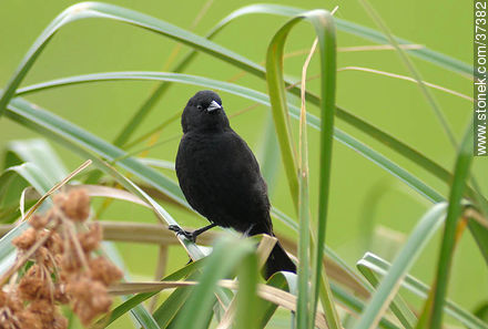 Yellow-winged Blackbird - Department of Rocha - URUGUAY. Photo #37382