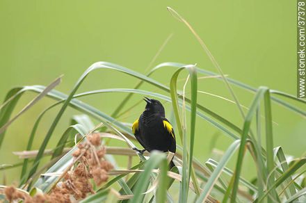 Yellow-winged Blackbird - Department of Rocha - URUGUAY. Photo #37378