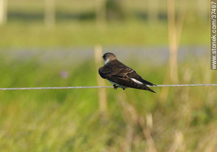 Brown-chested Martin - Department of Rocha - URUGUAY. Photo #37497