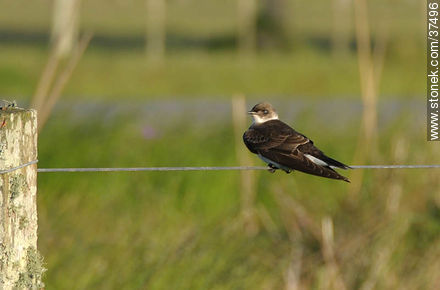 Brown-chested Martin - Fauna - MORE IMAGES. Photo #37496