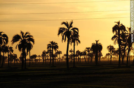 Palm grove. - Department of Rocha - URUGUAY. Photo #37485