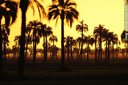Sunset palm grove  - Department of Rocha - URUGUAY. Photo #37477
