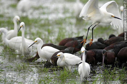 White-faced ibis and Snowy Egrets - Fauna - MORE IMAGES. Photo #37417