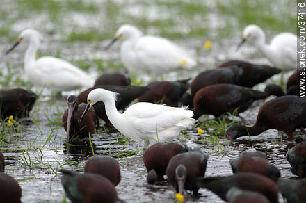 White-faced ibis and Snowy Egrets - Department of Rocha - URUGUAY. Photo #37416
