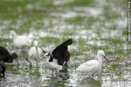 White-faced ibis, Snowy Egret and White-backed stilt. - Fauna - MORE IMAGES. Photo #37414