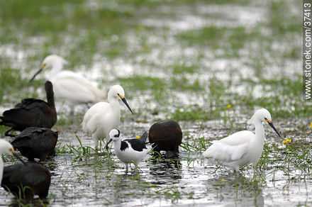 White-faced ibis, Snowy Egret and White-backed stilt. - Department of Rocha - URUGUAY. Photo #37413