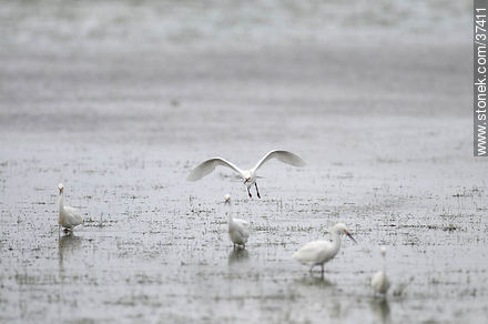 Snowy Egrets - Fauna - MORE IMAGES. Photo #37411