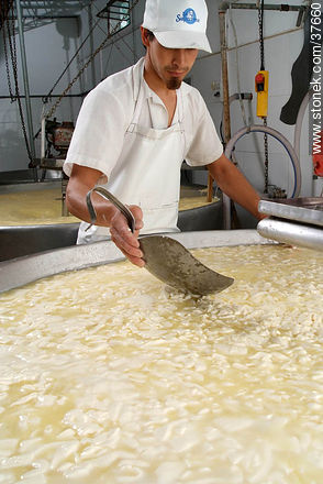 Pequeña industria de fabricación de quesos - Departamento de Colonia - URUGUAY. Foto No. 37660