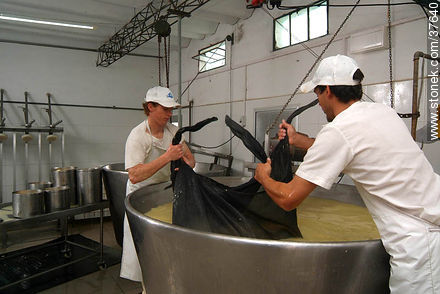 Pequeña industria de fabricación de quesos - Departamento de Colonia - URUGUAY. Foto No. 37640