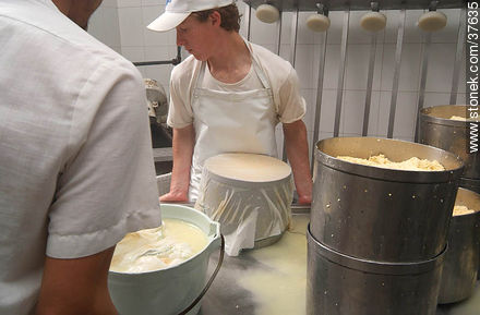 Pequeña industria de fabricación de quesos - Departamento de Colonia - URUGUAY. Foto No. 37635