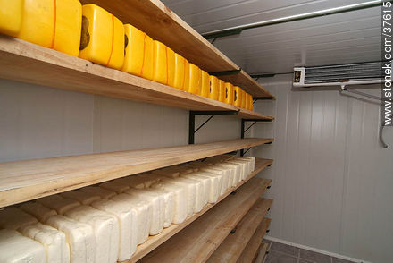 Almacenado en frío de queso ricotta y muzzarella - Departamento de Colonia - URUGUAY. Foto No. 37615