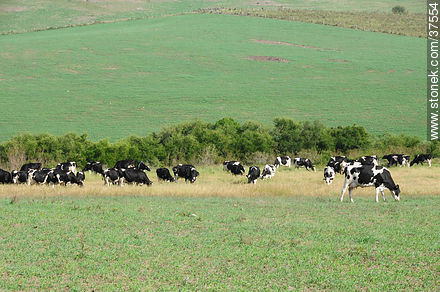 Grazing cattle - Department of Colonia - URUGUAY. Photo #37554