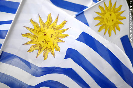 Uruguayan flags. -  - URUGUAY. Photo #37671
